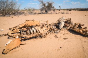 Carcaças de animais ao lado da estrada esperando para serem colhidas para serem queimadas. A seca em curso no bairro de Illeret levou a um aumento dos casos de desnutrição nas famílias devido à redução contínua no consumo de leite resultante da deterioração e da morte do gado para a comunidade pastoril.