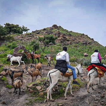 No Sudão, o acesso a algumas áreas remotas só pode ser feito em burros ou camelos