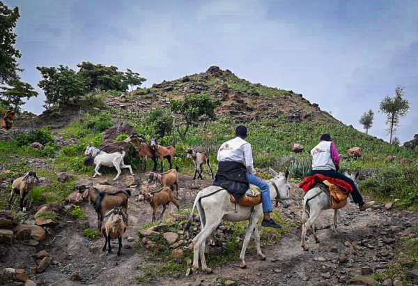 No Sudão, o acesso a algumas áreas remotas só pode ser feito em burros ou camelos